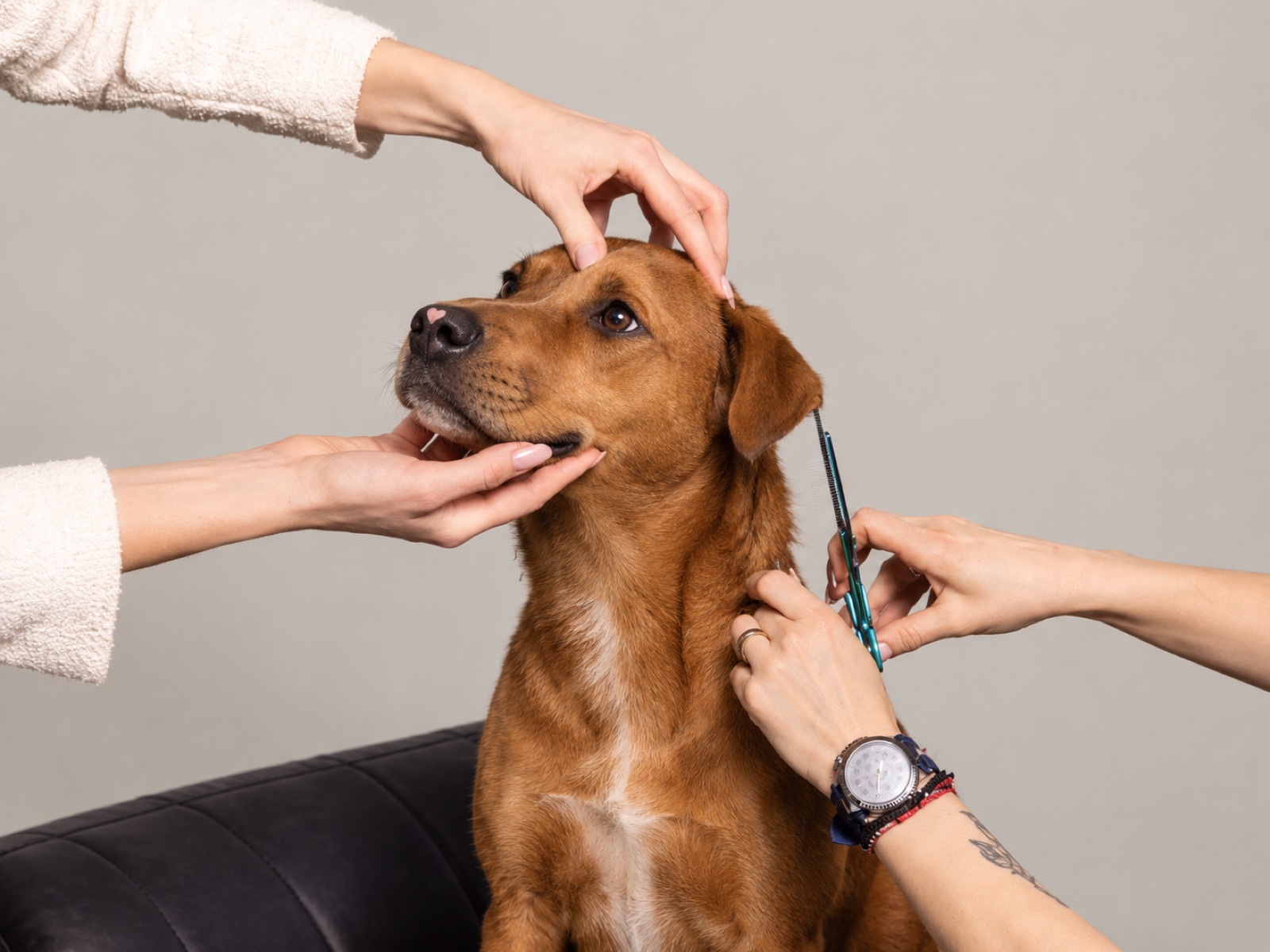 Servicios para perros