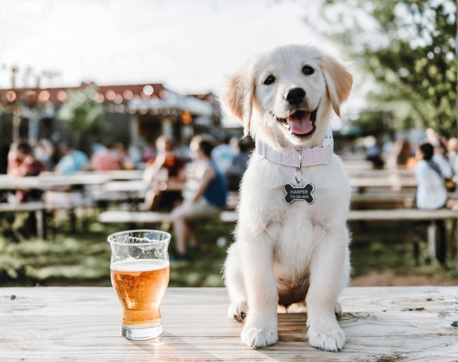 Fonda Guau: previa dieciochera pet-friendly