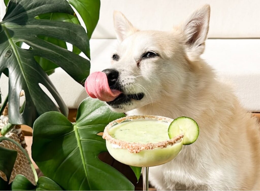 Tarde de café pet-friendly