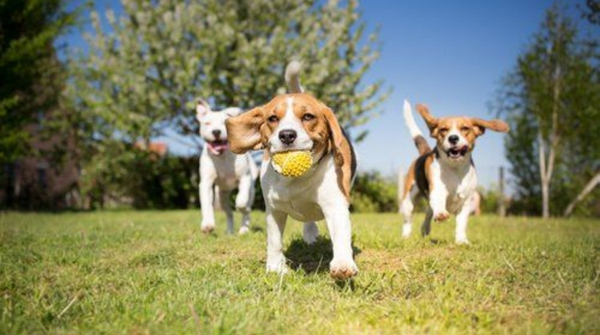 Torneo de agility amateur