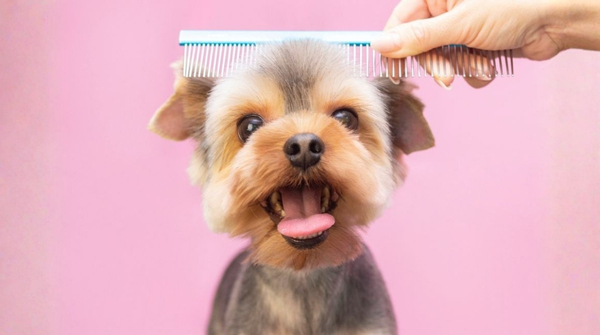 Groomers Las Condes
