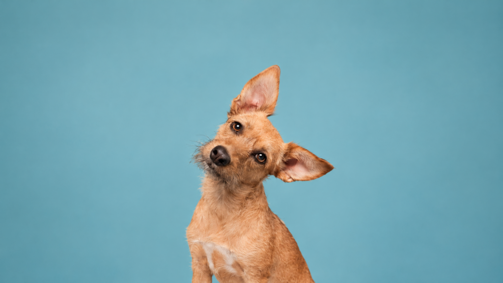 ¿Por qué tu perro ladea la cabeza cuando le hablas?