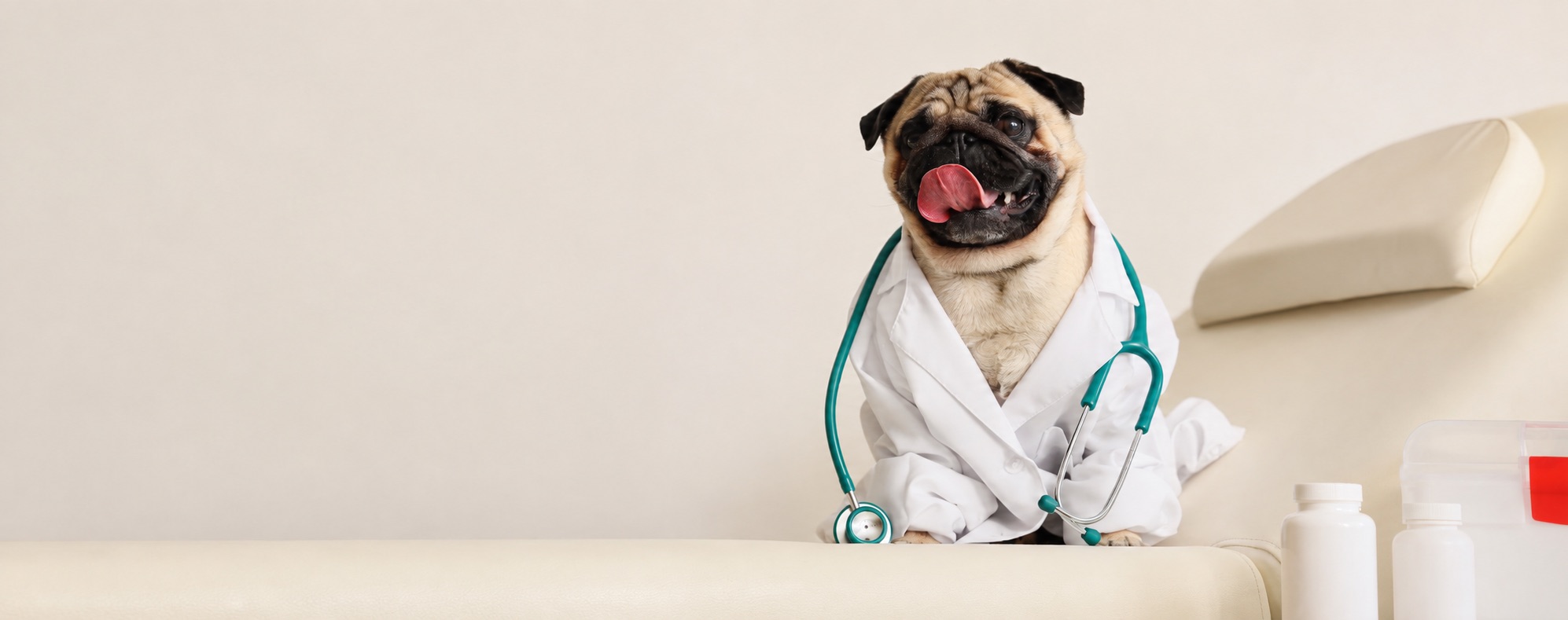 Vacunas en Chile: cómo saber si tu perro está al día