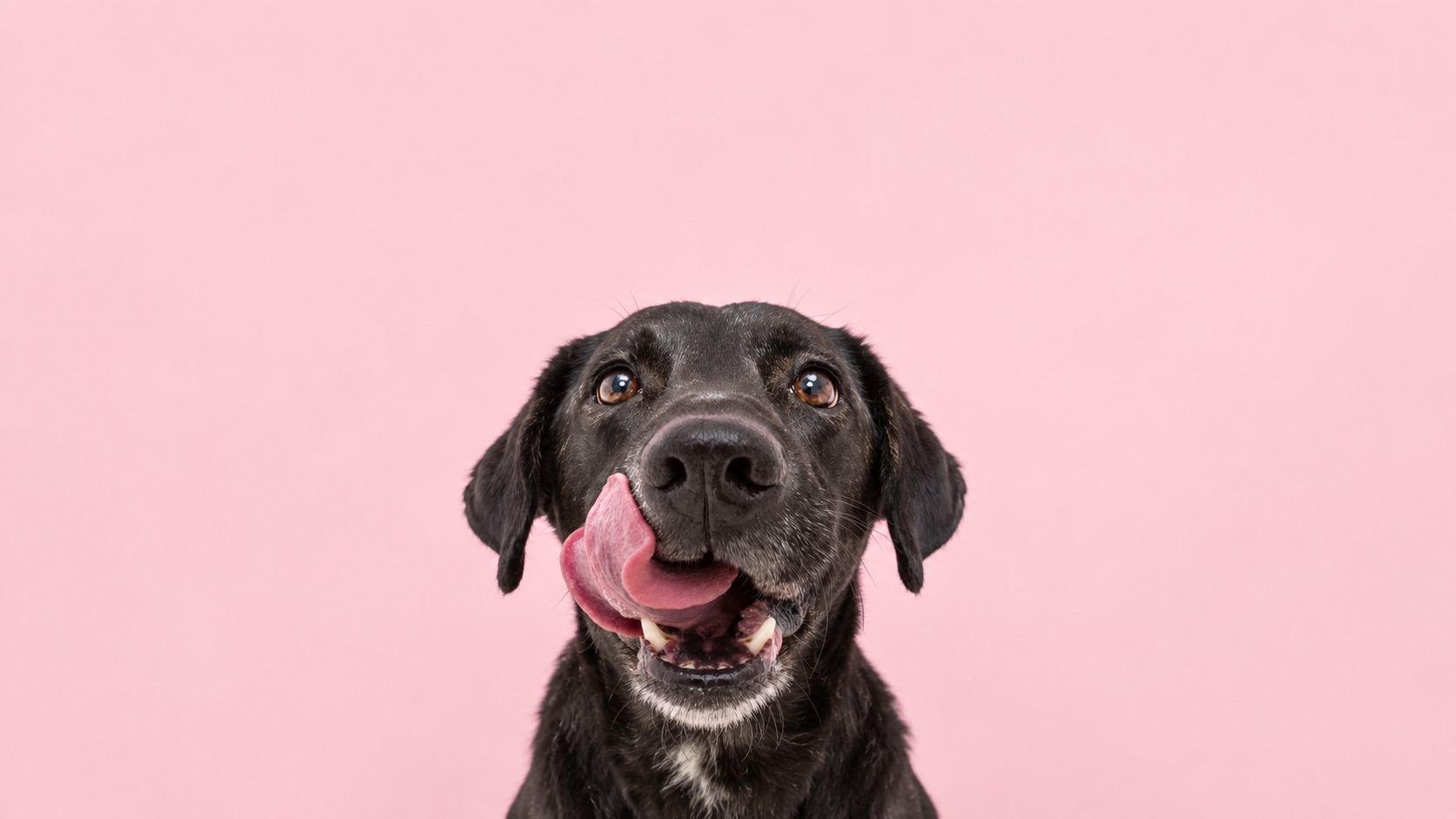 Perros negros: el color no cuenta toda su historia