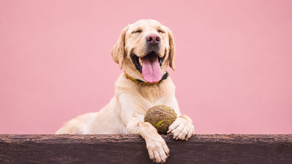 Perros y nuevas leyes en Chile: lo que se propone y lo que todavía no cambia